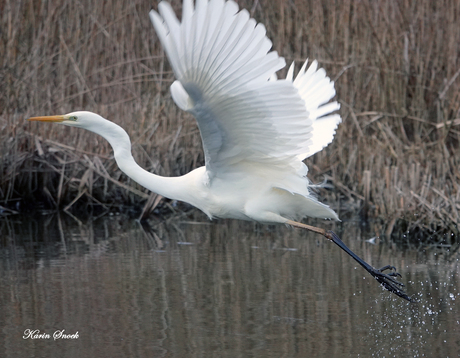 "Reiger stijgt op..."
