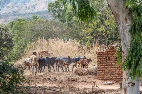 Malawi