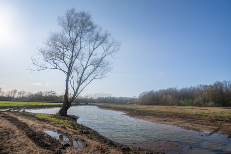 Eenzame boom aan de nieuwe vijver
