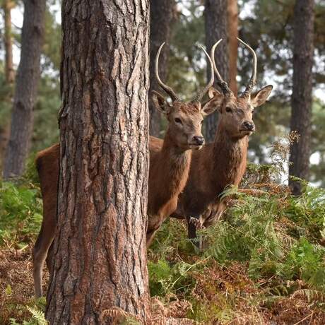 2 spitsers tussen de varens