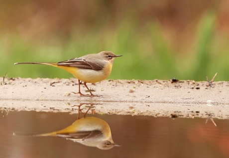 grot gele kwikstaart