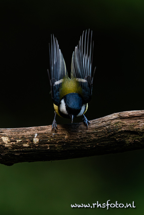 Get ready………… Go