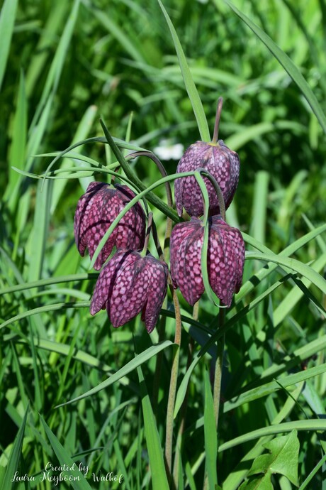 Wilde kievitsbloem (deel 1/3)