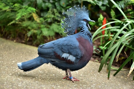 Kroonduif.