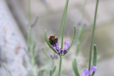 Op zoek naar nectar