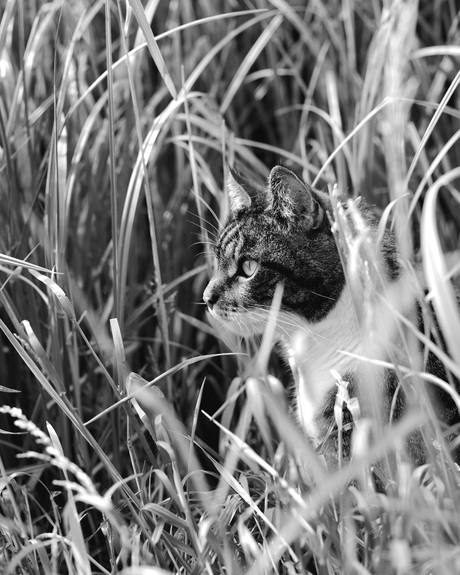The Hunter 
