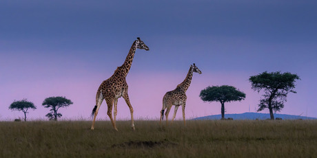 giraffes op de open vlakte