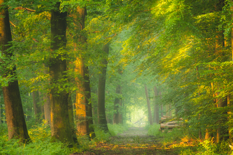 Lichtval in het bos