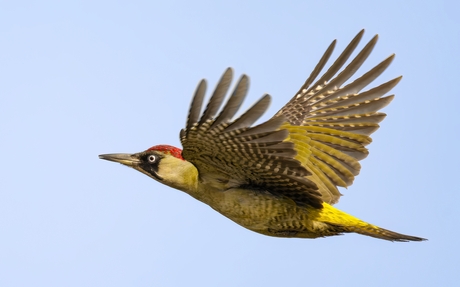 Voorbij vliegende groene specht