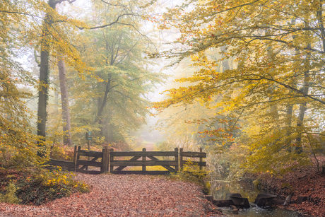 Herfstkleuren 