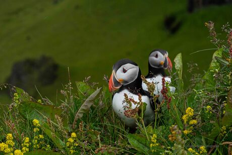 Puffins