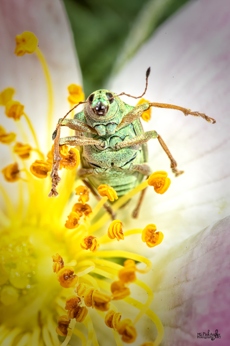 Macro Magie: Verbluffende Details van de Groene Snuitkever Vastgelegd!