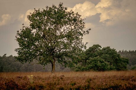 veluwe