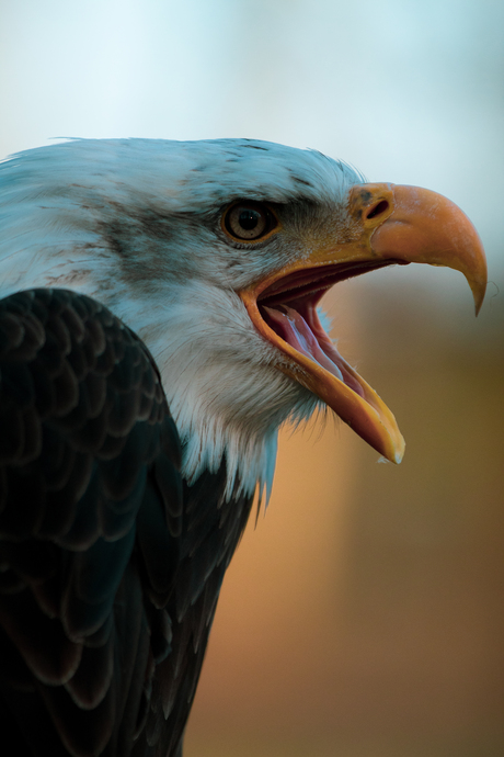 De Amerikaanse Zeearend