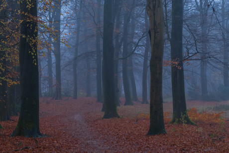 Mist in het bos