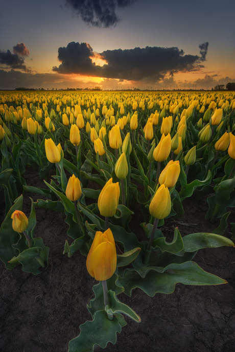 Tulpen in Groningen 