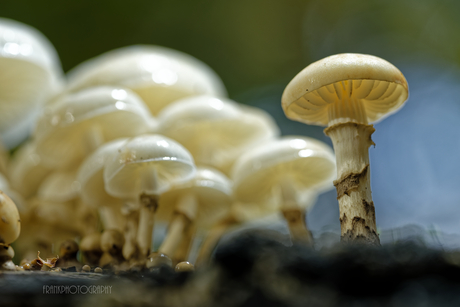 nog een porcelijnzwam