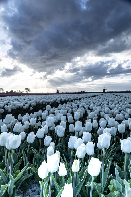 Witte Tulpen 