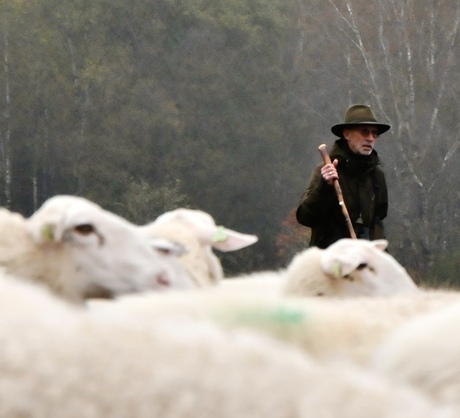 Schaapsherder op de Paalberg