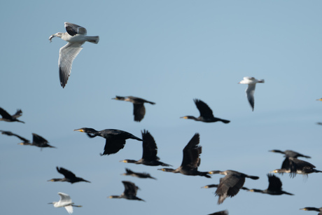 Vogels in de vlucht 