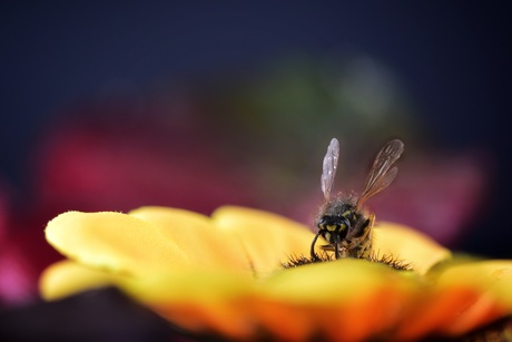 De laatste wesp van het jaar?