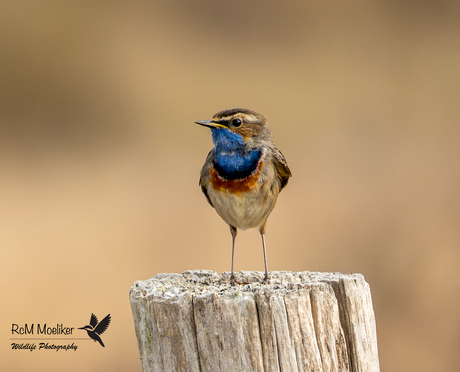 De blauwborst.