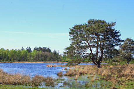 Drents Friese Wold