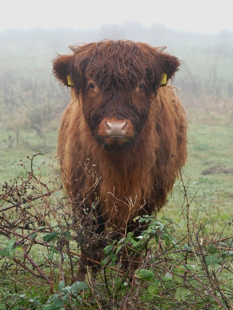 Schotse hooglander