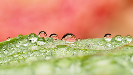 Weerspriegeling in druppels