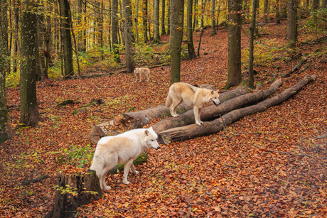 Familie wolf