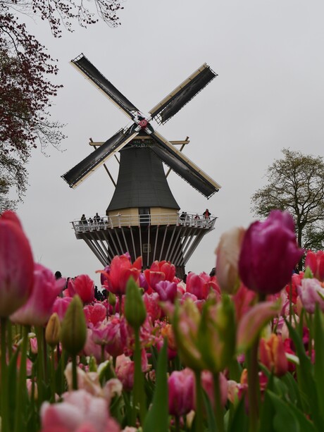 Molen