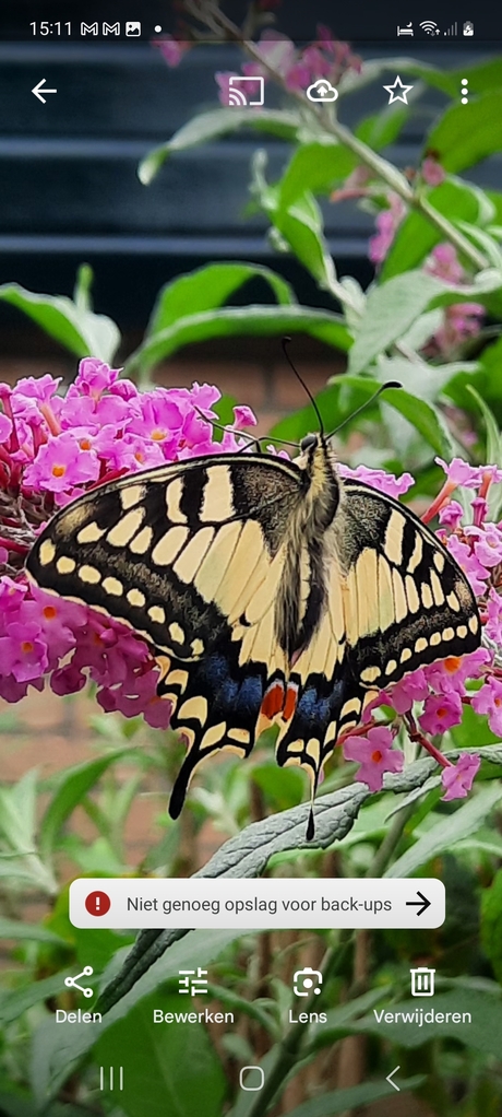 Koninginnepage in onze tuin in kampen 