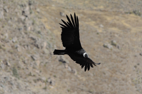 Andes Condor