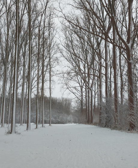 Sneeuw in Hulst 