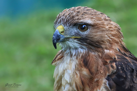 Close-up  Roodstaartbuizerd