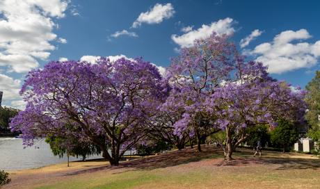 Voorjaar in Brisbane 