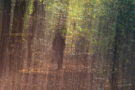Wandelaar in het bos