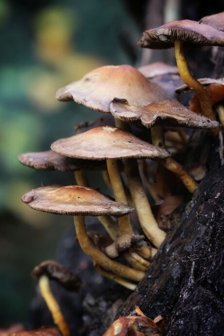 Herfst op zijn mooist