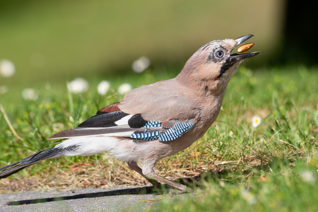 Gaai gooit een nootje op