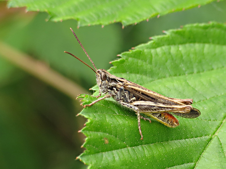 Bruine sprinkhaan.