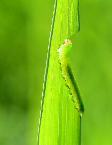 Het zonnetje in huis