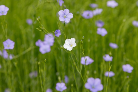 Veld in bloei