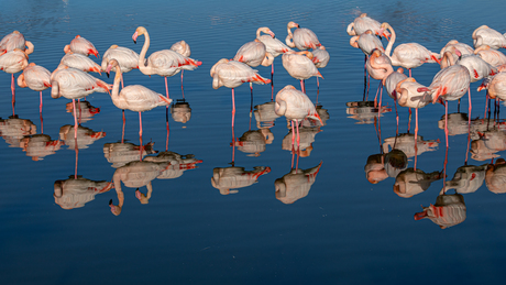 Reflectie van flamingo's vlak voor de avond viel.
