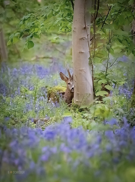 Hallerbos