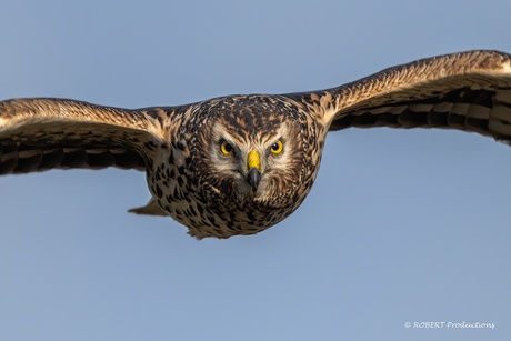 Blauwe kiekendief (vrouw)