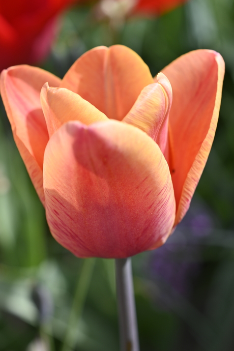 Tulp 