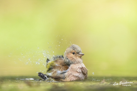 spetteren in het water