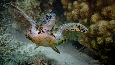 Schildpad tussen het koraal