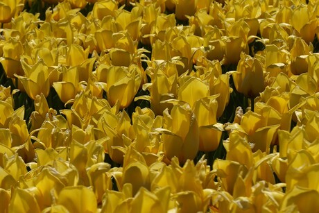 Tulpenbrei.