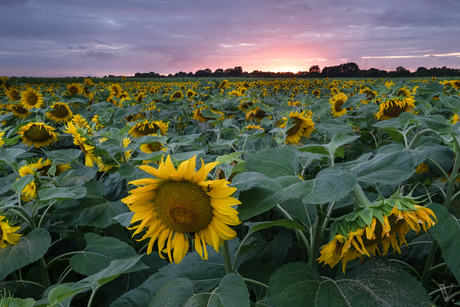 Sunflower sunset